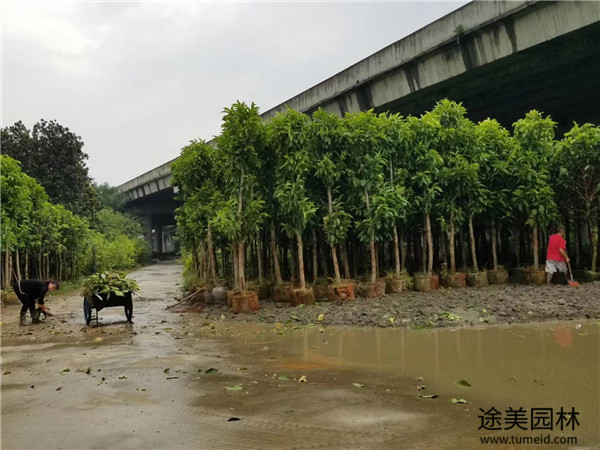 黃葛樹(shù)圖片