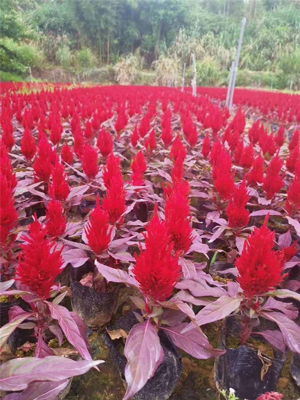 雞冠花圖片