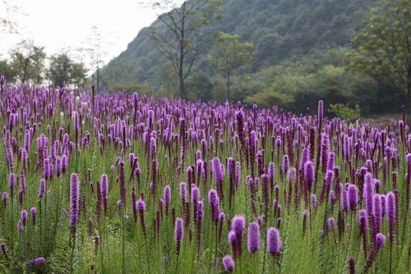 蛇鞭菊基地實拍圖片