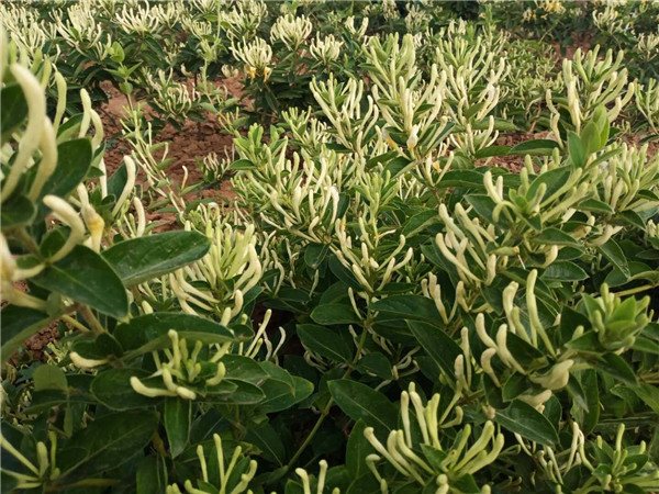 金銀花開花圖片