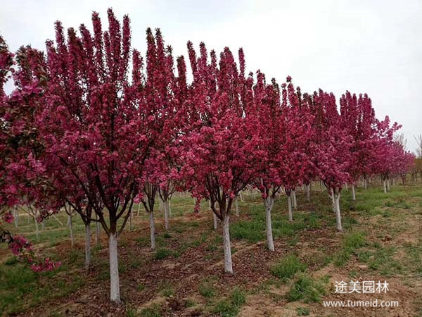 海棠花圖片