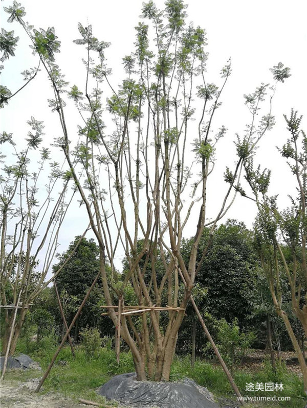 貴州叢生藍花楹基地圖片