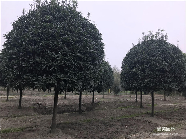 較有名的桂花樹基地，你一定不知道！