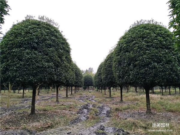 15公分桂花樹(shù)圖片