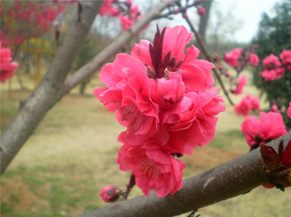 碧桃6月份可以種植嗎？