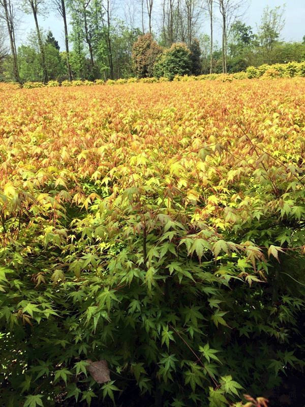 日本紅楓小苗圖片